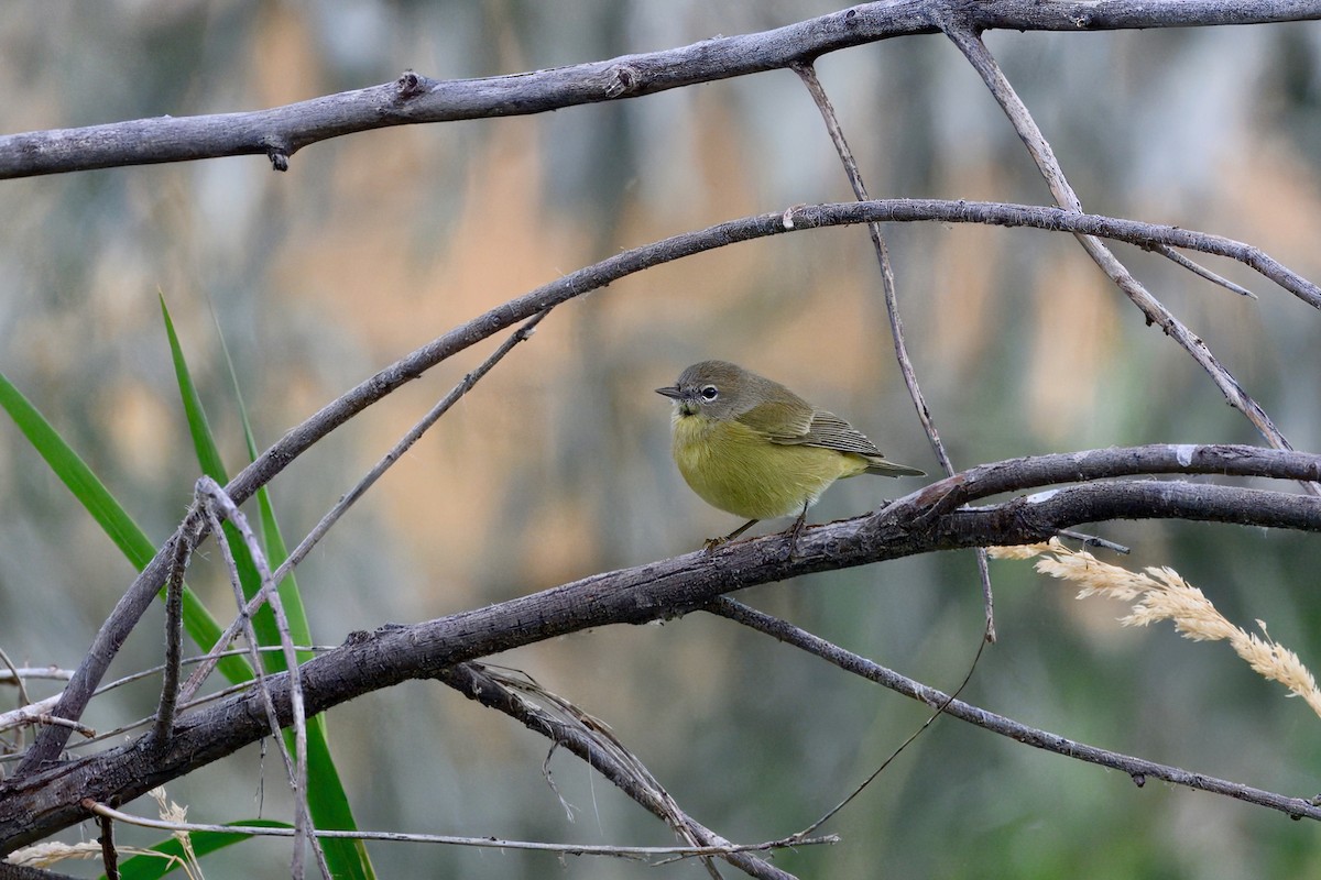 Orange-crowned Warbler - ML642298139