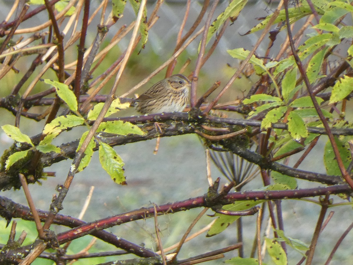 Lincoln's Sparrow - ML642298149