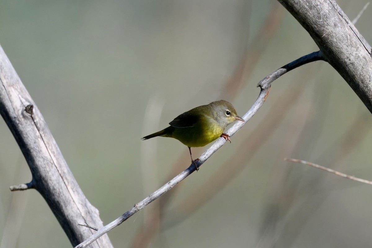 MacGillivray's Warbler - ML642298152