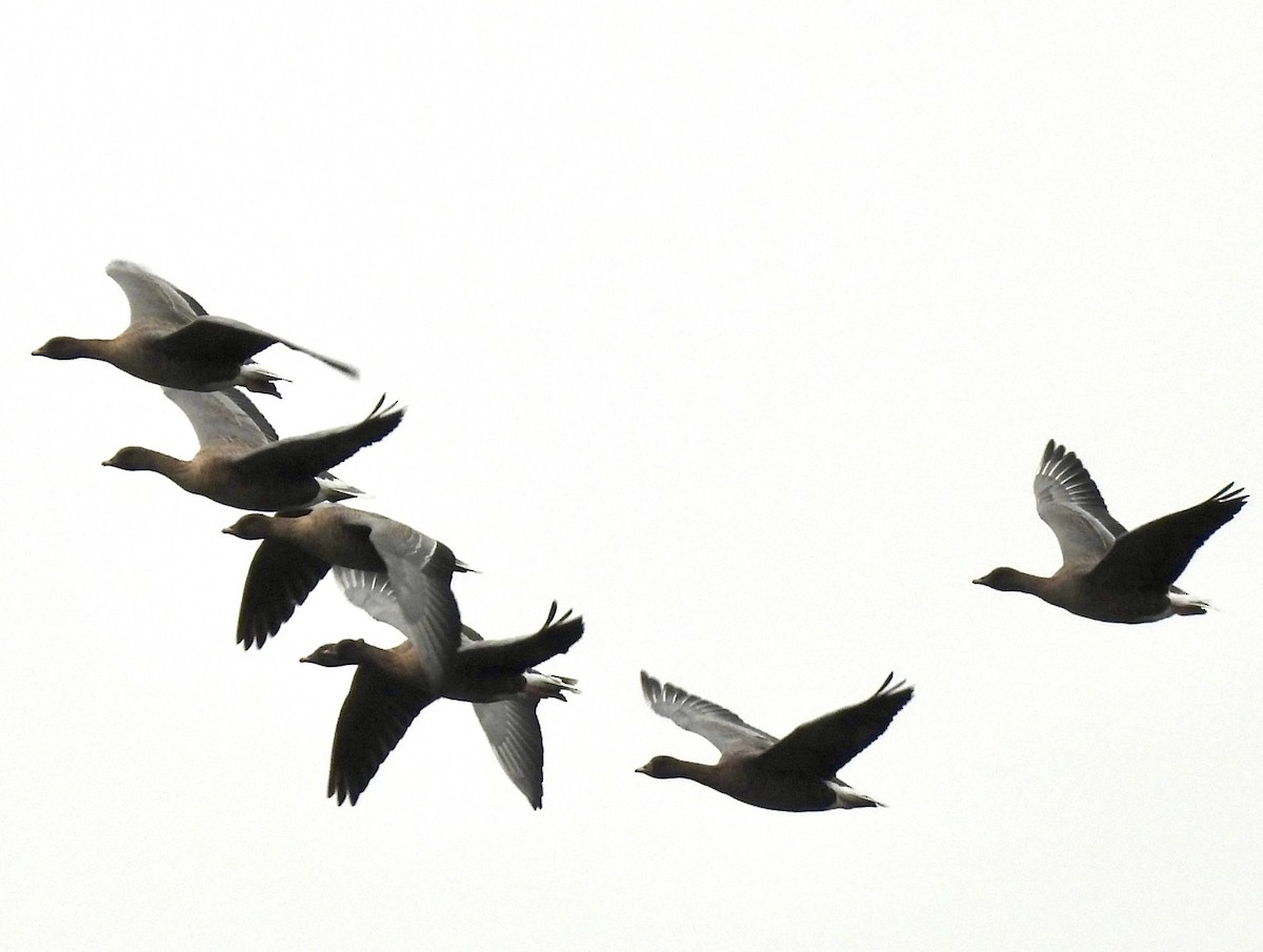 Pink-footed Goose - ML642298153