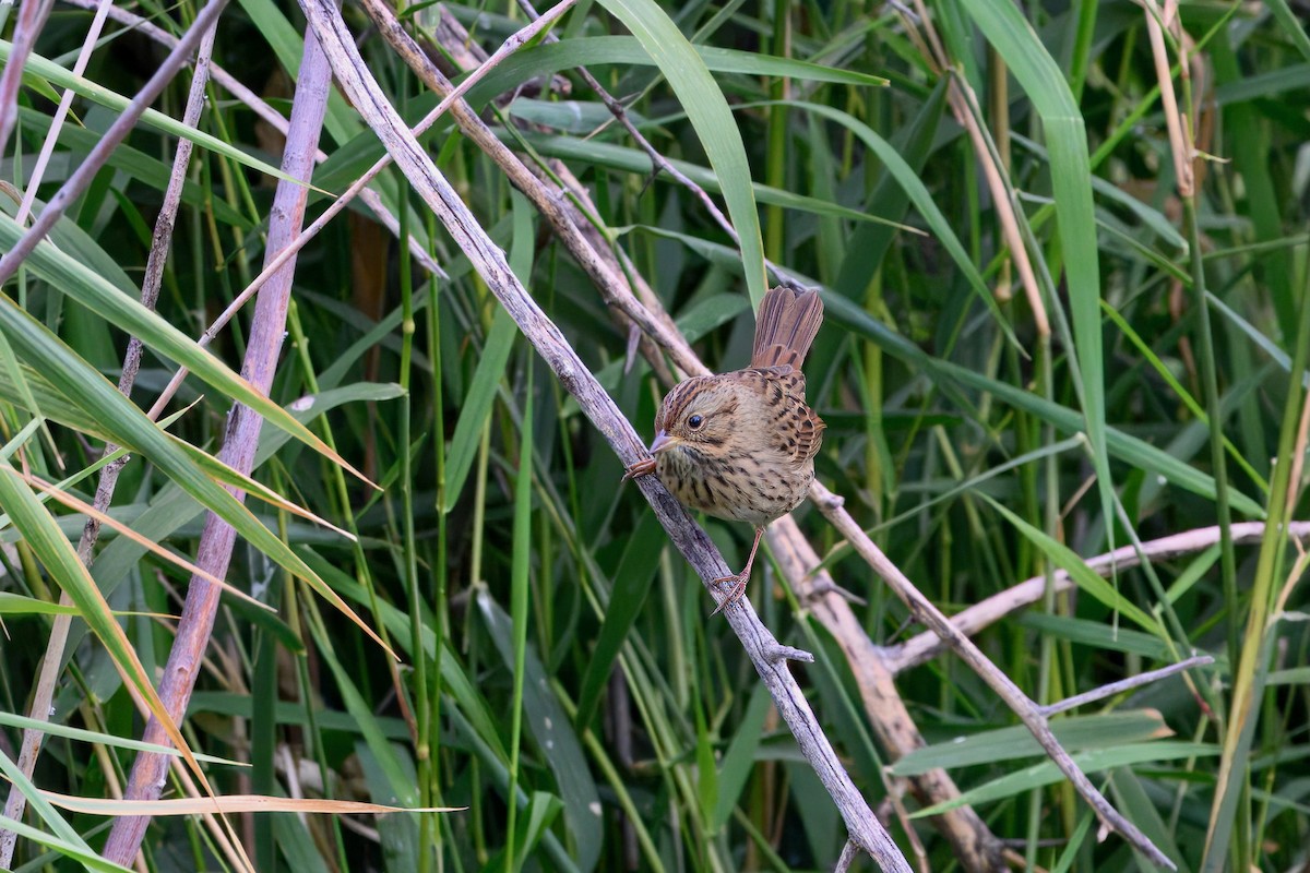 Lincoln's Sparrow - ML642298157
