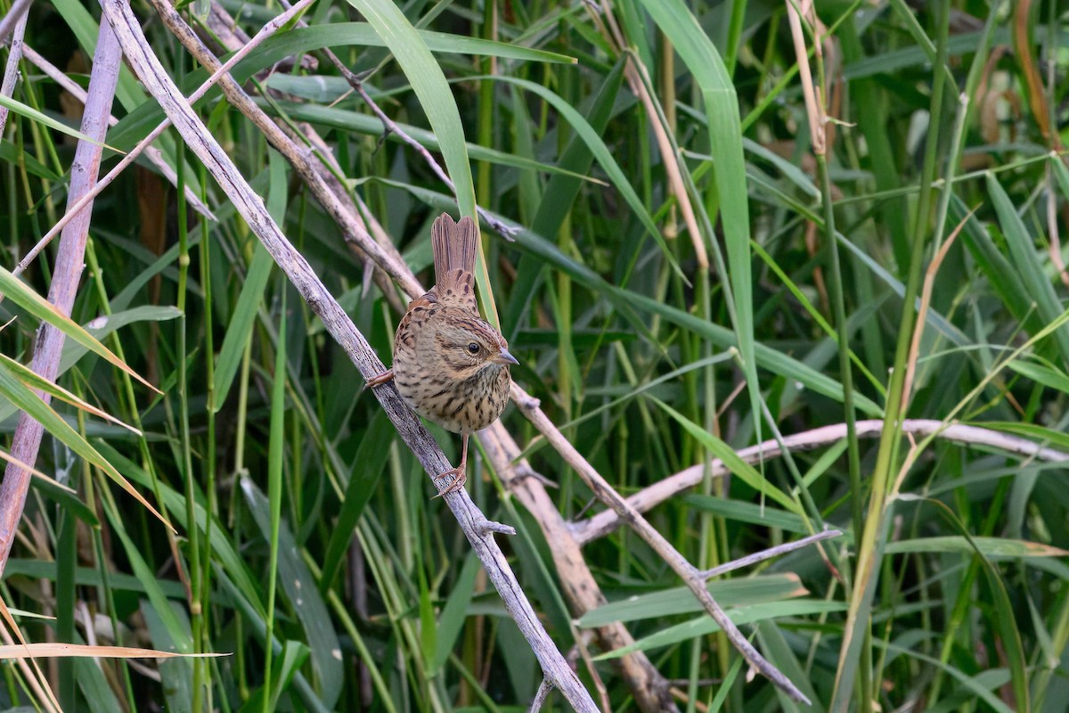 Lincoln's Sparrow - ML642298159