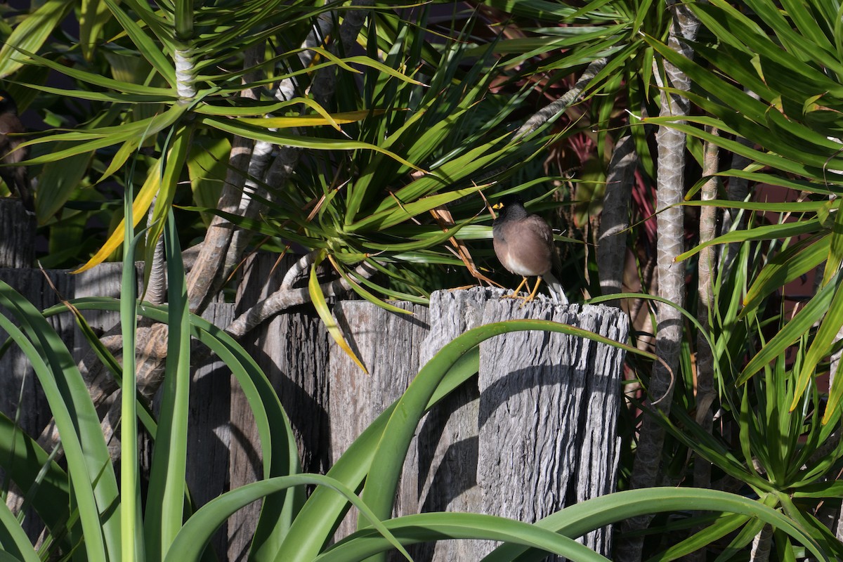 Common Myna - ML642298165