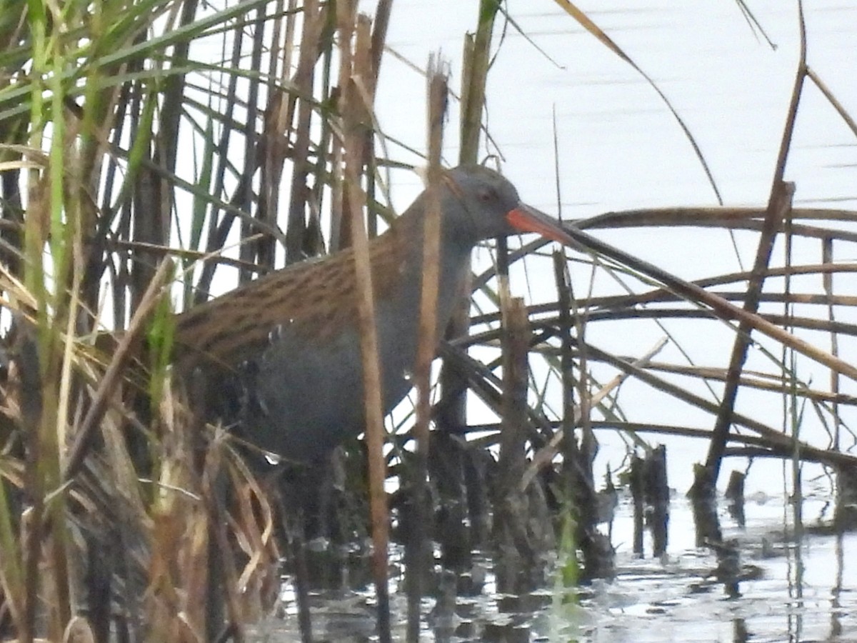 Water Rail - ML642298167