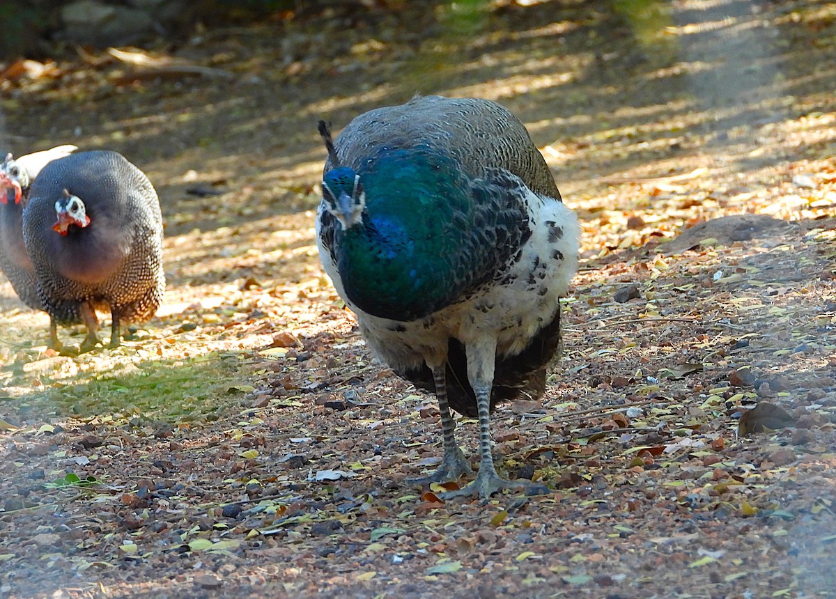 Pfau (domestiziert) - ML642298168