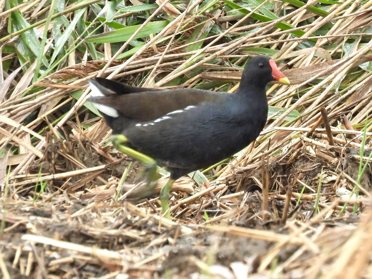 Eurasian Moorhen - ML642298174