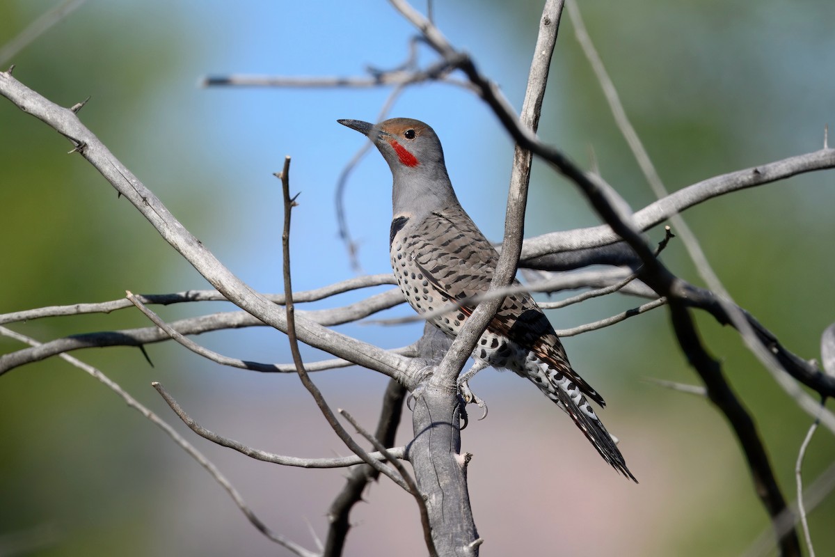 Northern Flicker (Red-shafted) - ML642298179