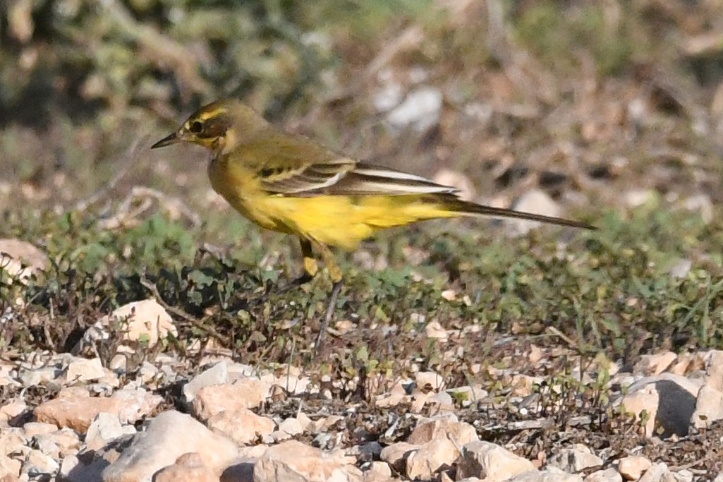 Western Yellow Wagtail (flavissima/lutea) - ML642298183
