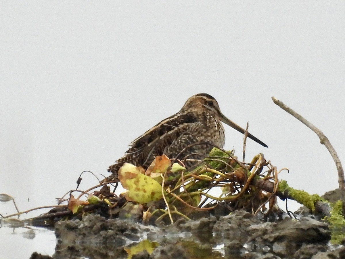 Common Snipe - ML642298184