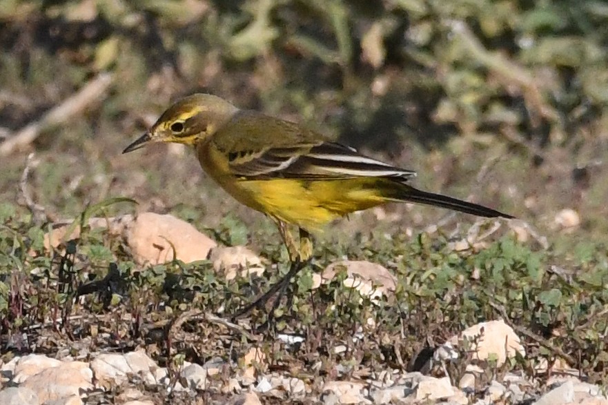 Western Yellow Wagtail (flavissima/lutea) - ML642298188
