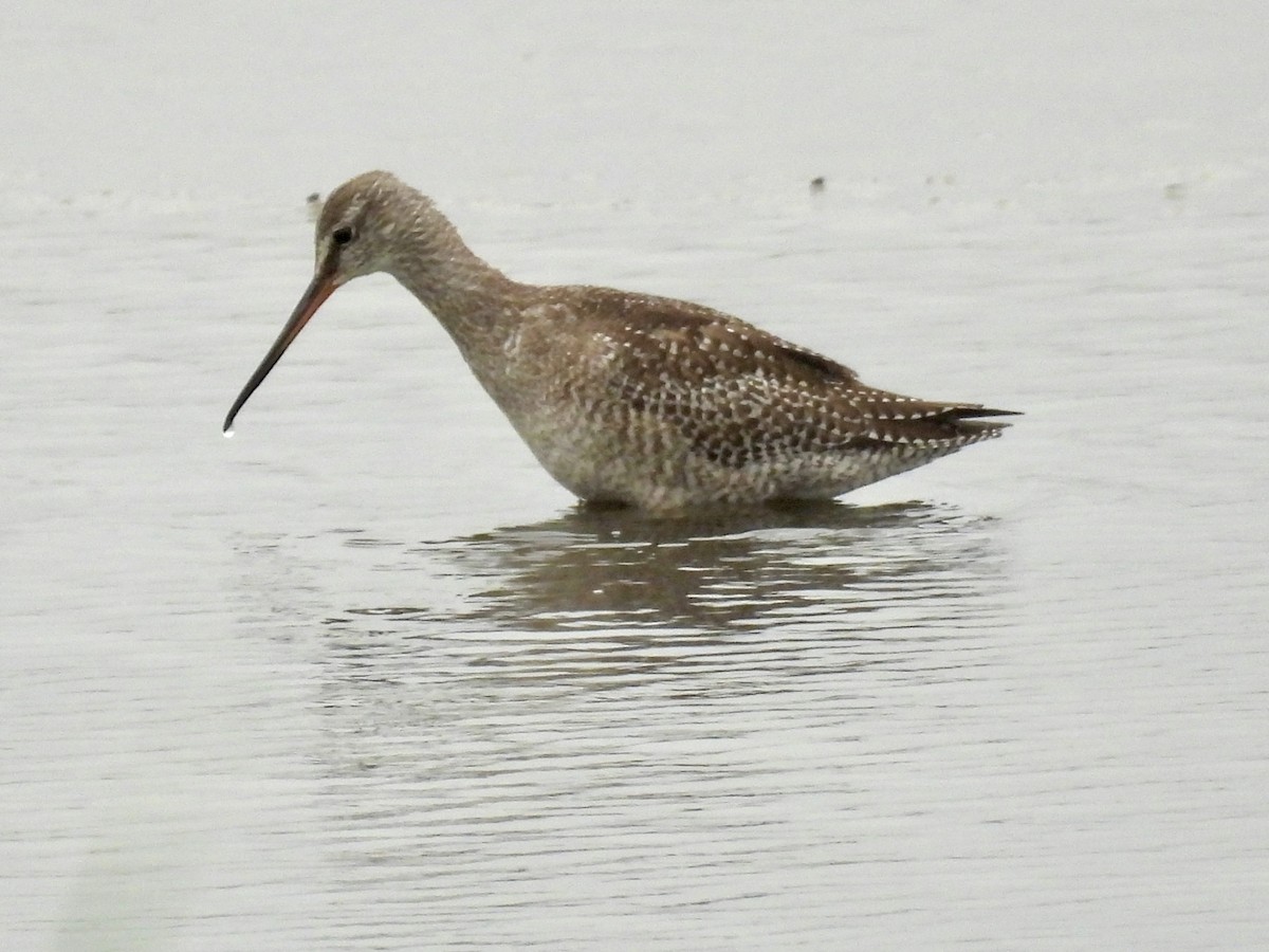 Spotted Redshank - ML642298212