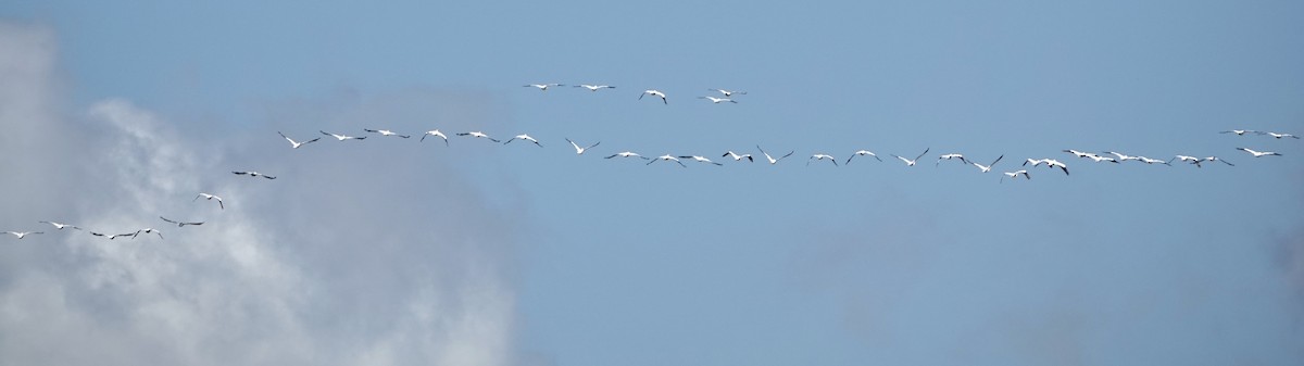 American White Pelican - ML642298213