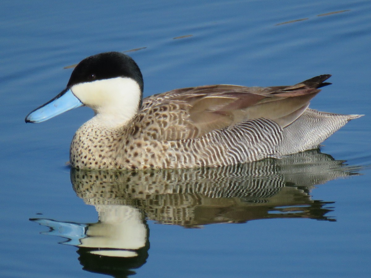 Puna Teal - ML642298222
