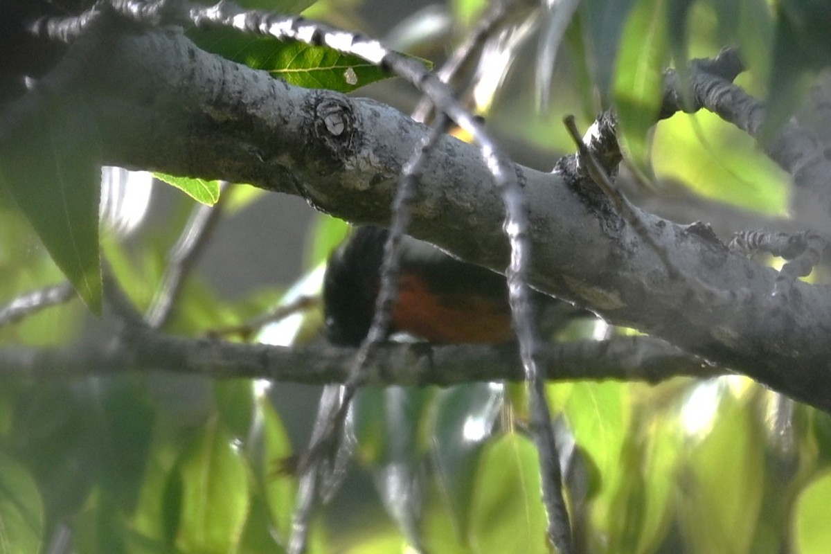 Painted Redstart - ML642298236