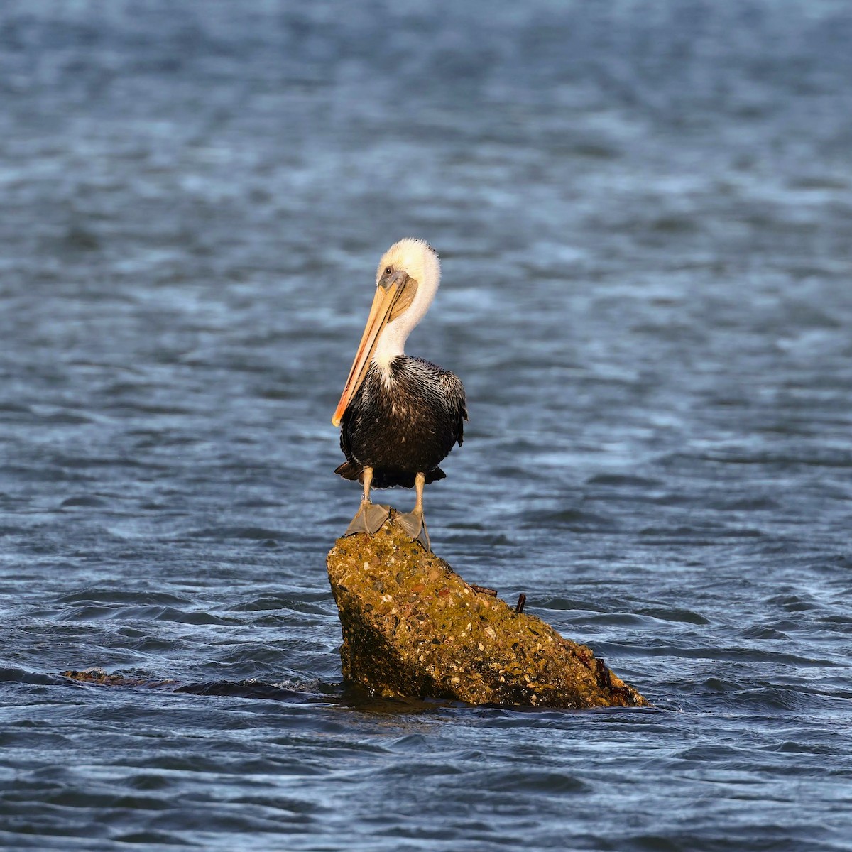 Brown Pelican - ML642298244