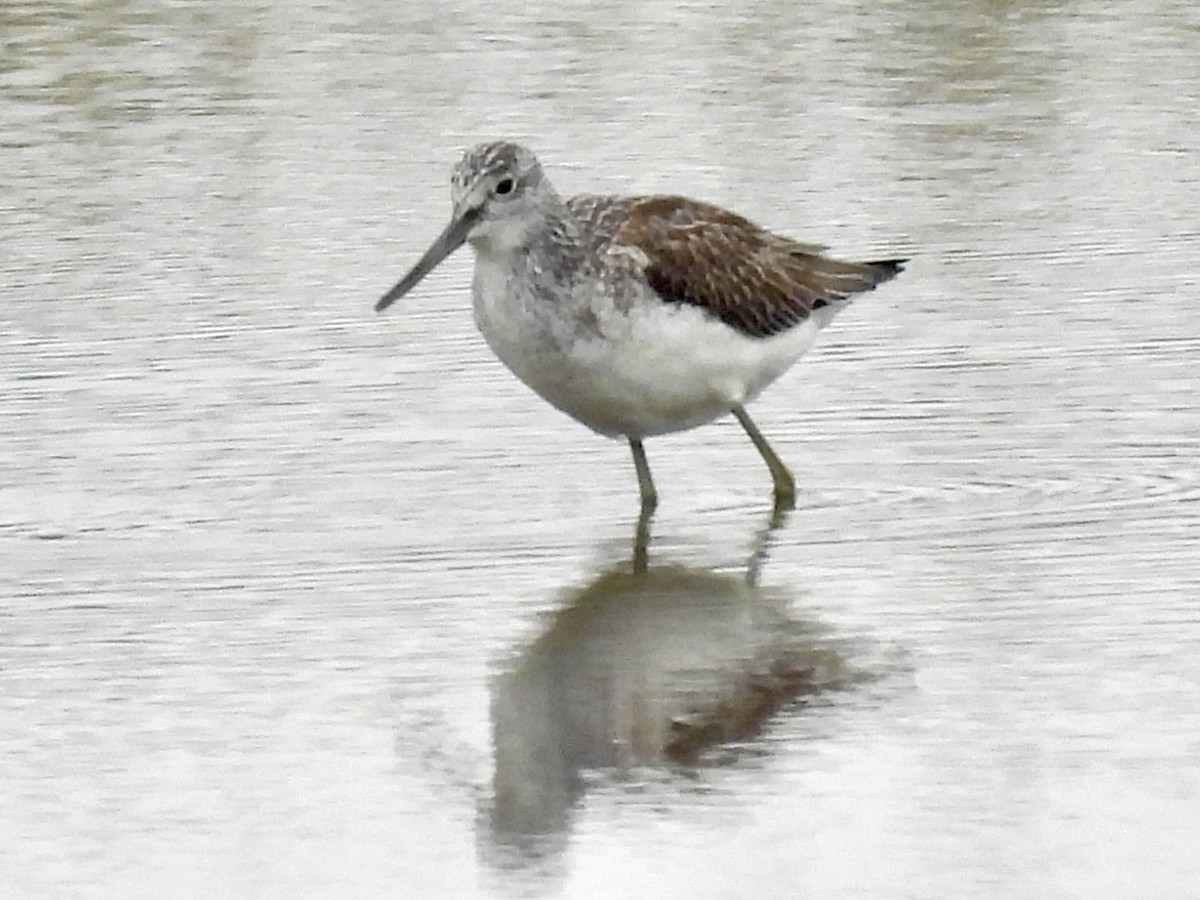 Common Greenshank - ML642298247