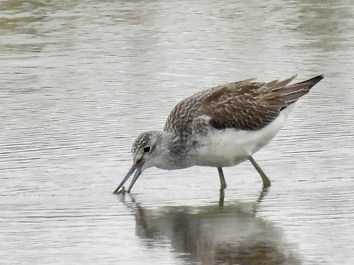 Common Greenshank - ML642298248