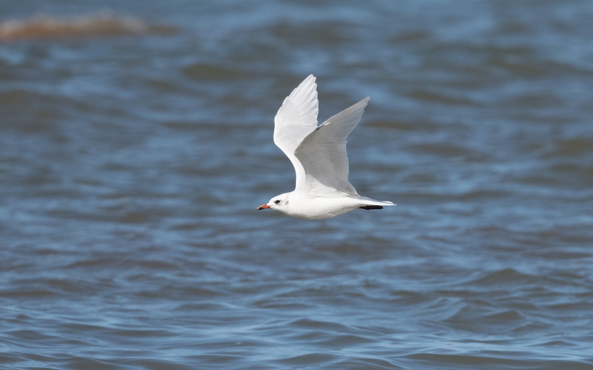 Mediterranean Gull - ML642298250