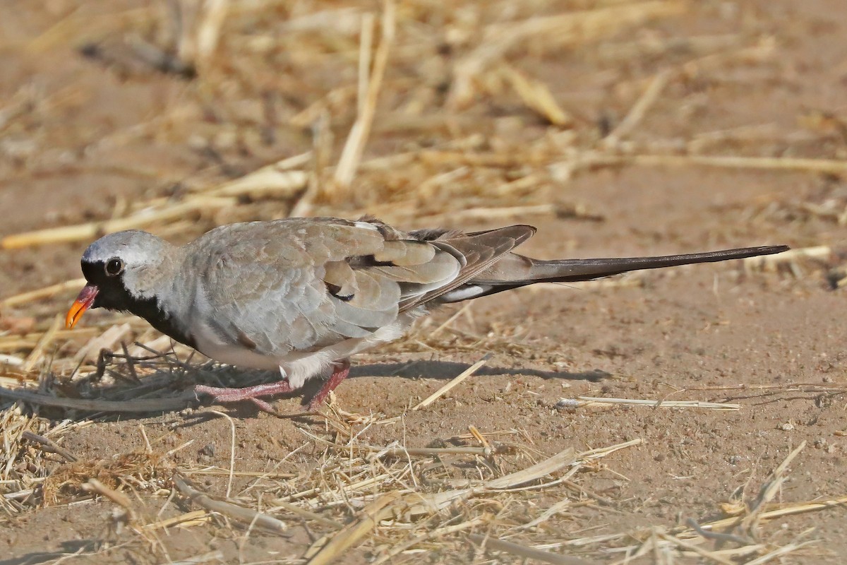 Namaqua Dove - ML642298264