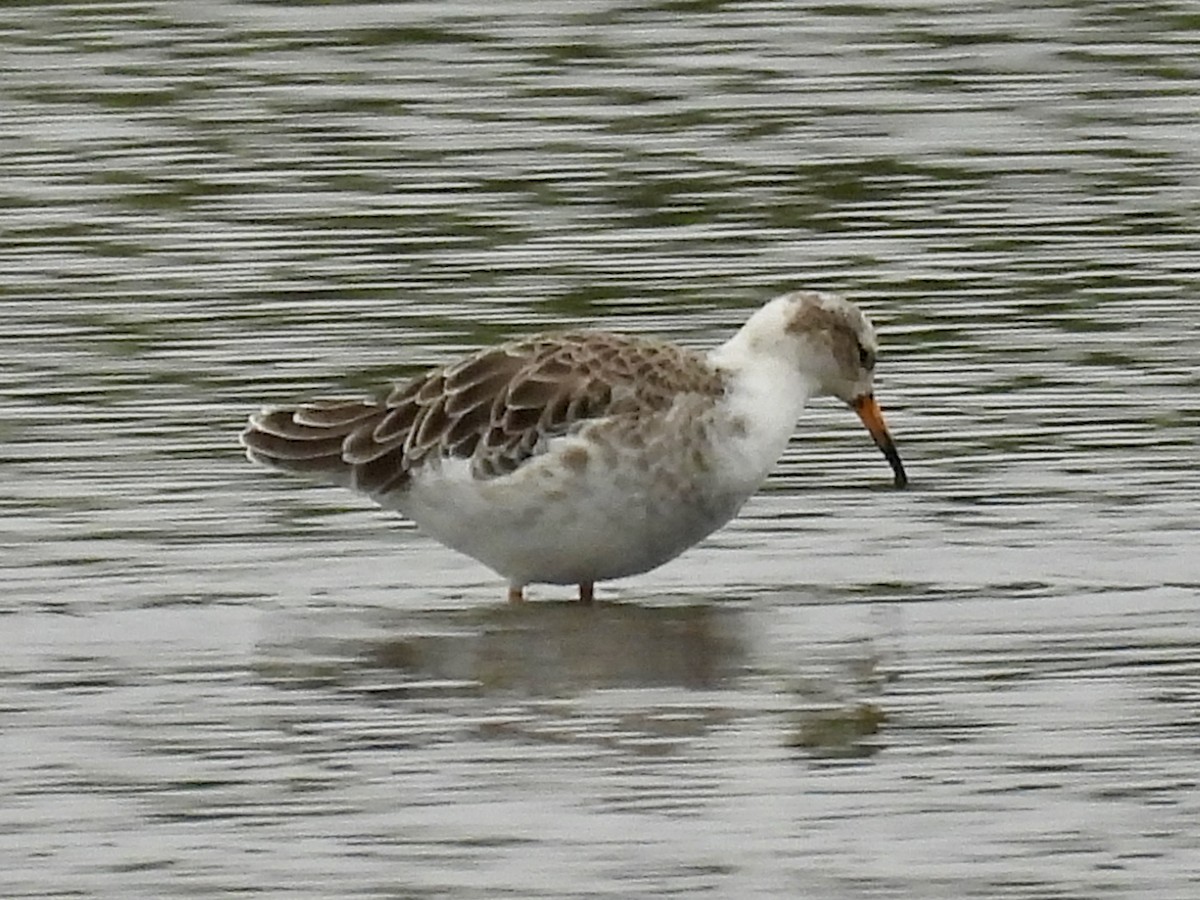 Ruff - ML642298268
