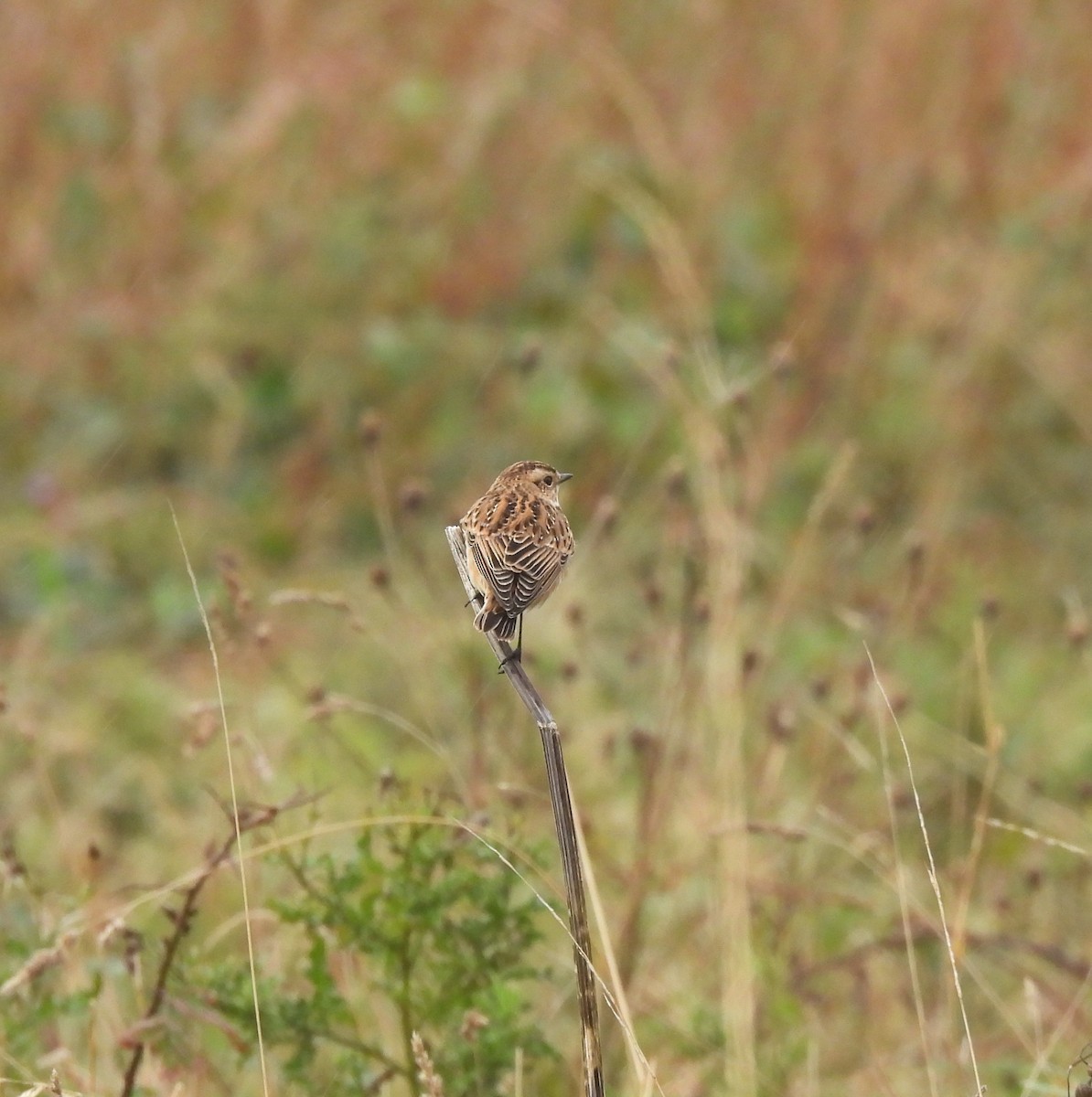 Whinchat - ML642298278