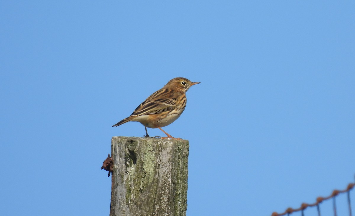Meadow Pipit - ML642298291