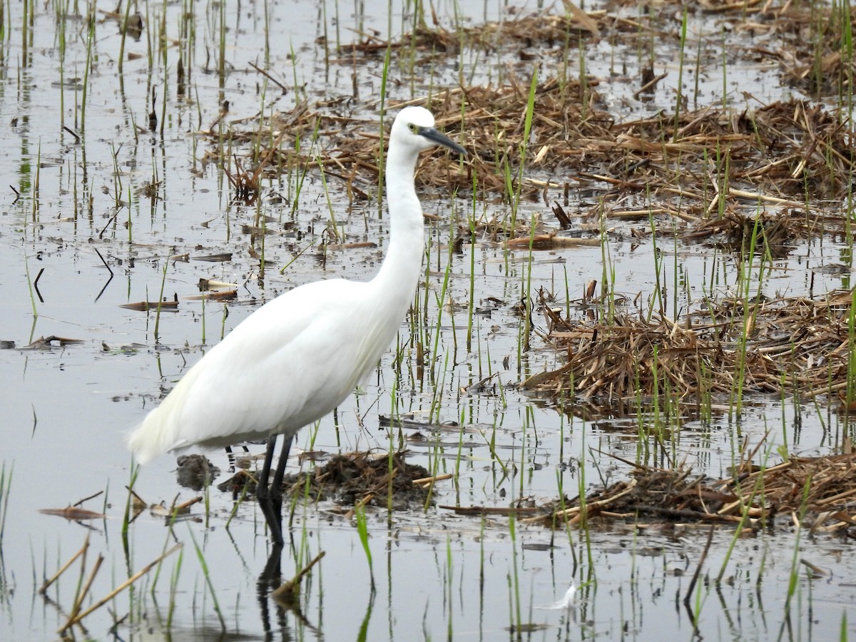 Little Egret - ML642298294