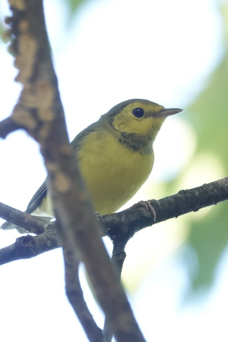 Hooded Warbler - ML642298302