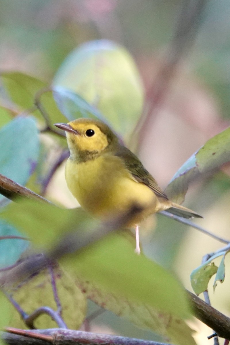 Hooded Warbler - ML642298303
