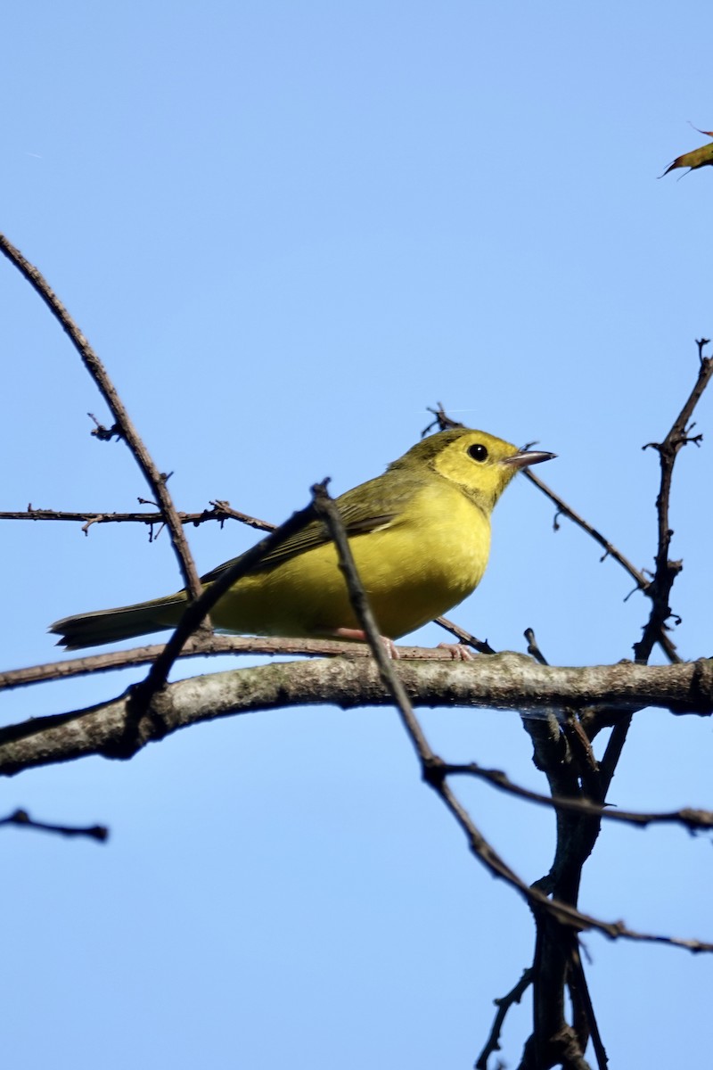 Hooded Warbler - ML642298304
