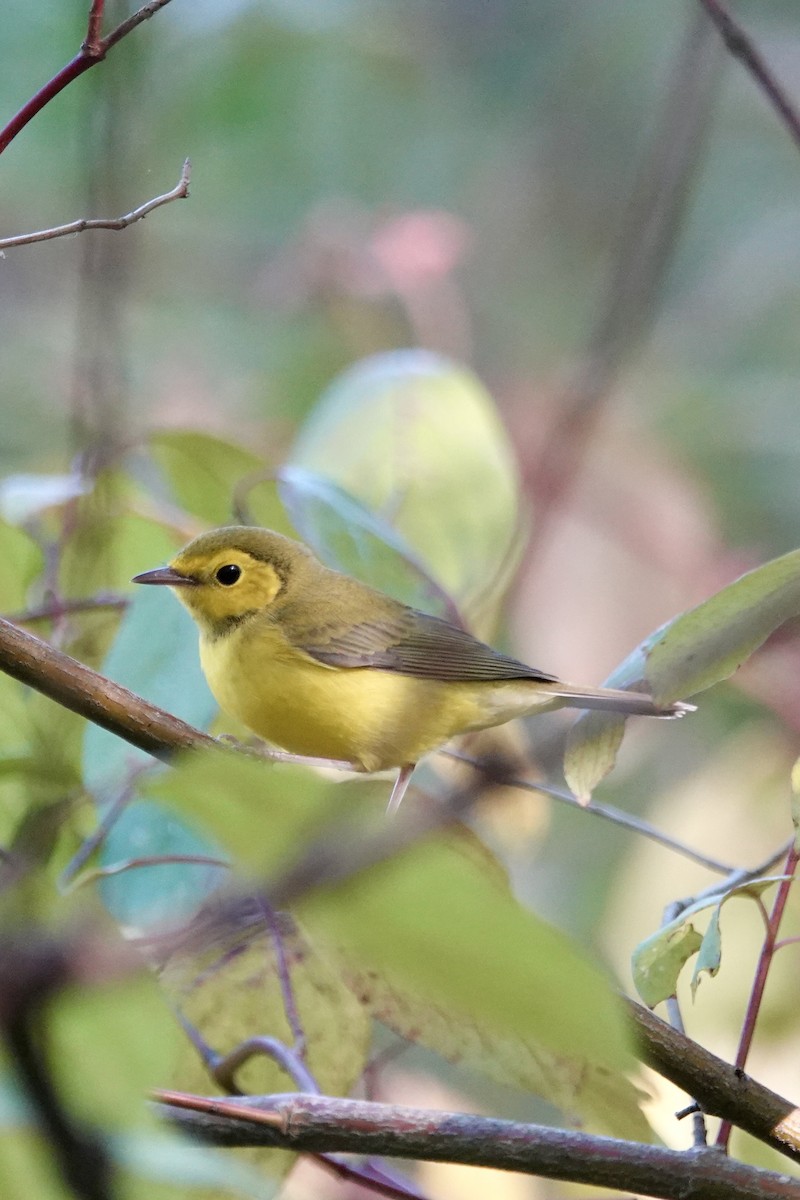 Hooded Warbler - ML642298306