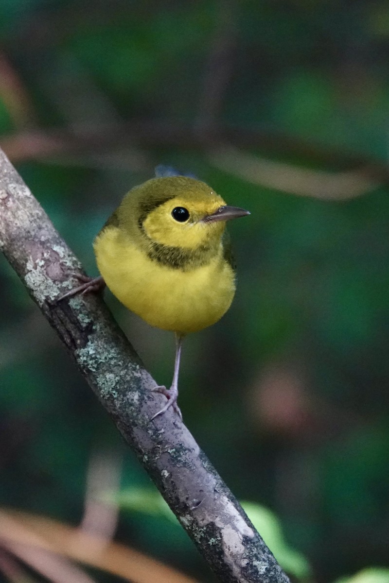 Hooded Warbler - ML642298307