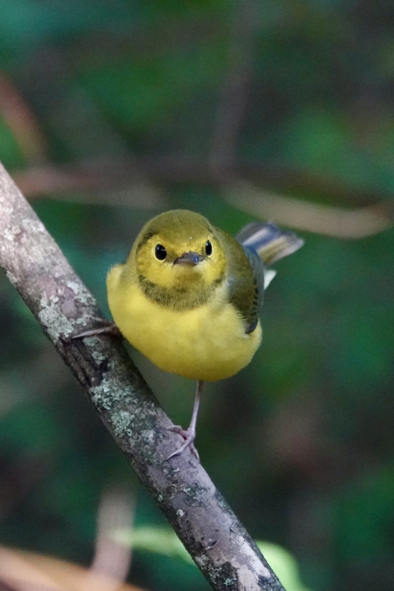 Hooded Warbler - ML642298308