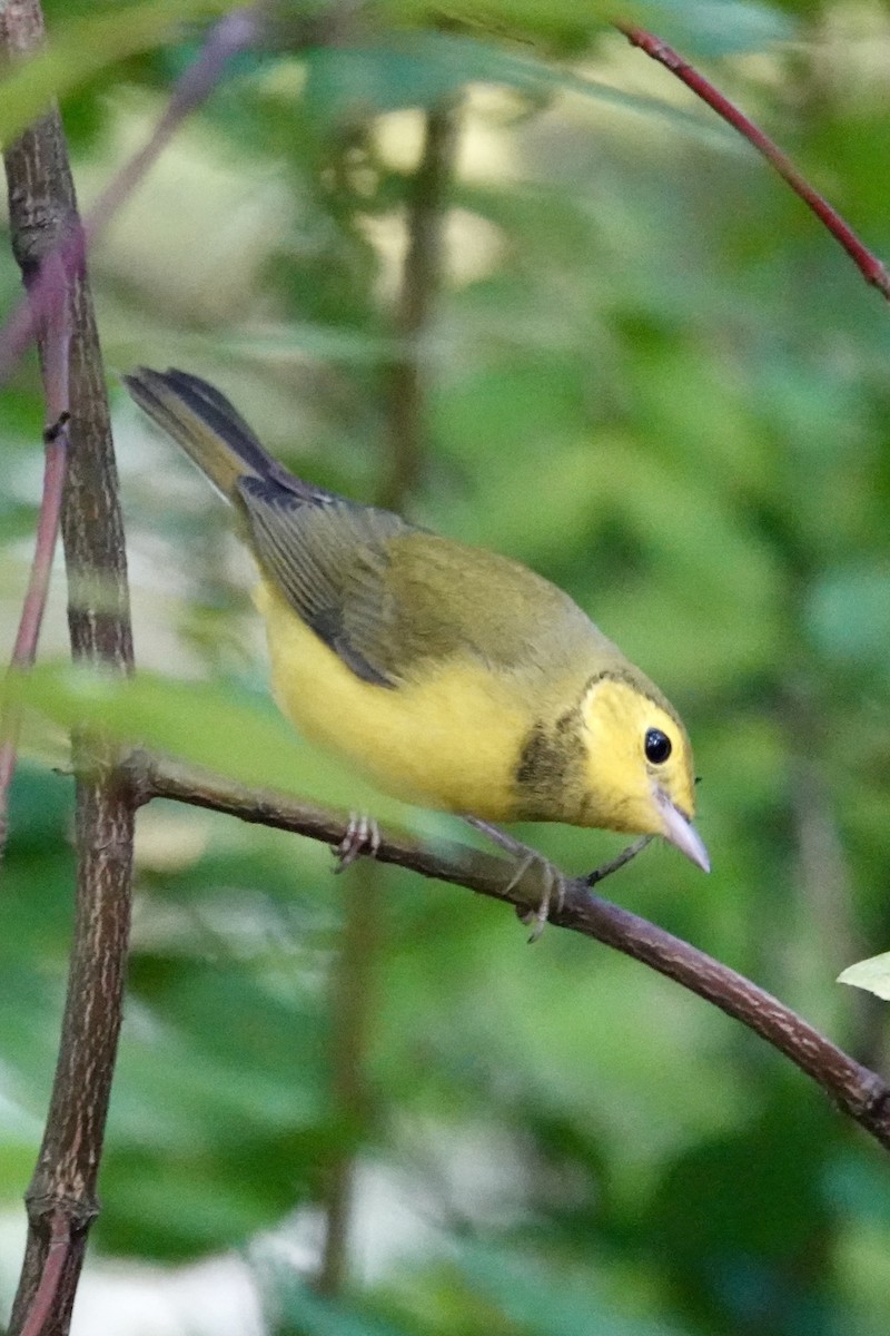 Hooded Warbler - ML642298309