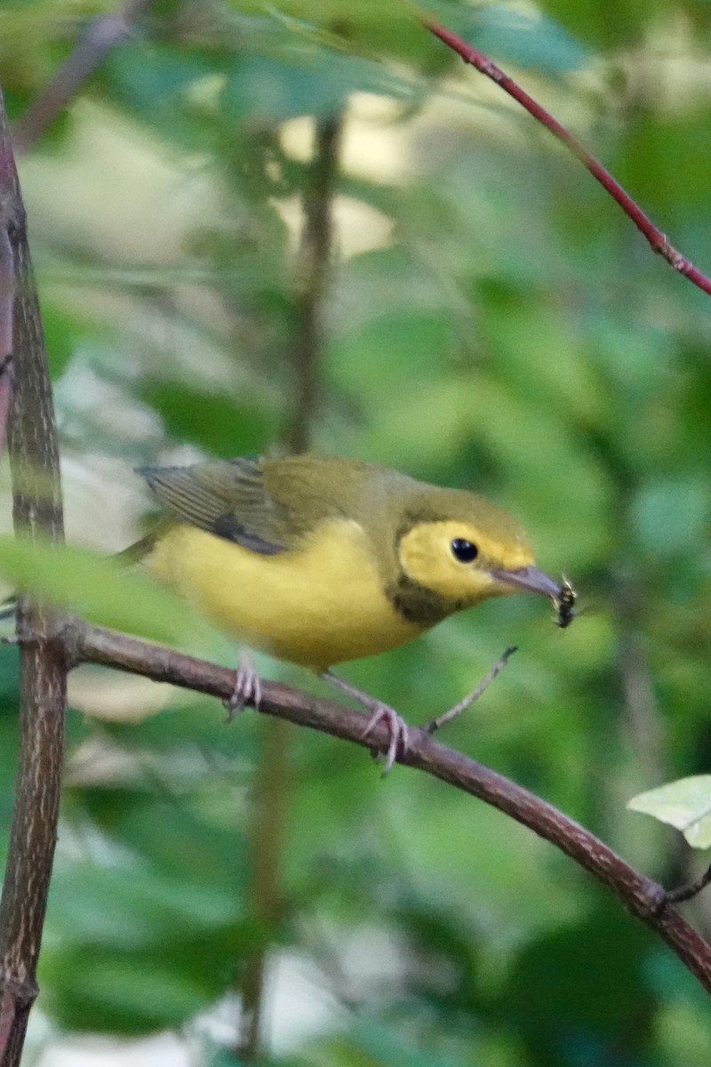 Hooded Warbler - ML642298311
