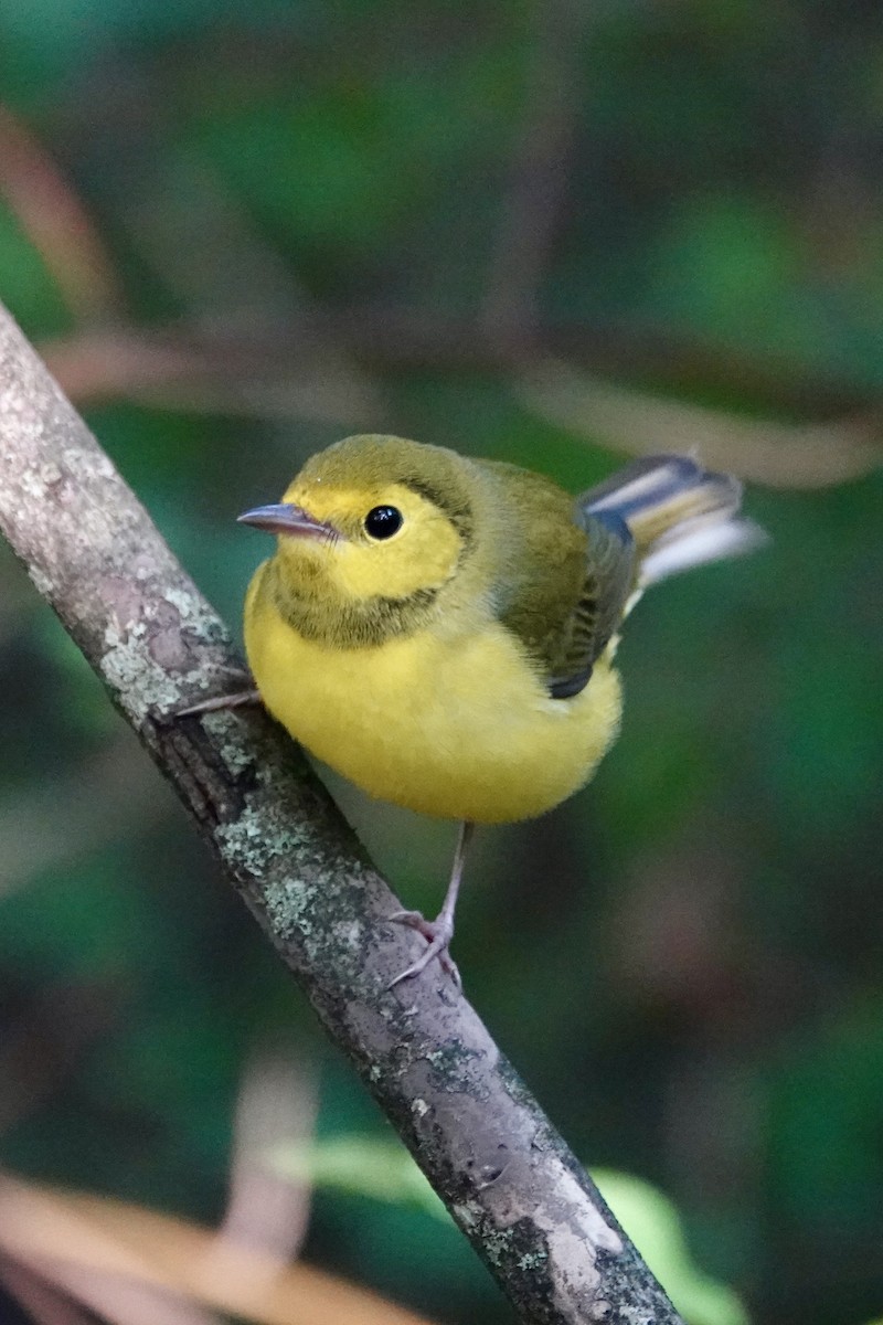 Hooded Warbler - ML642298312