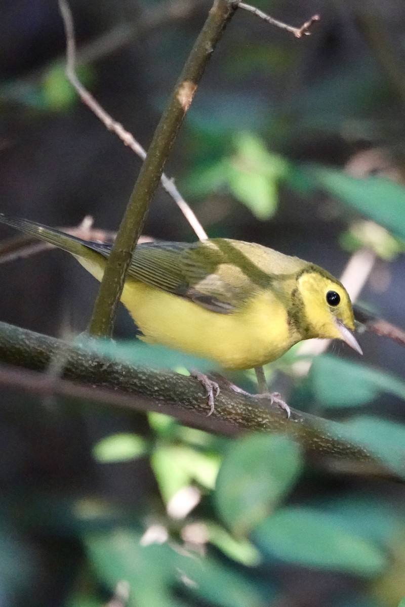 Hooded Warbler - ML642298313