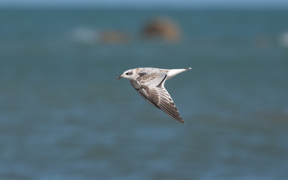 Mediterranean Gull - ML642298317