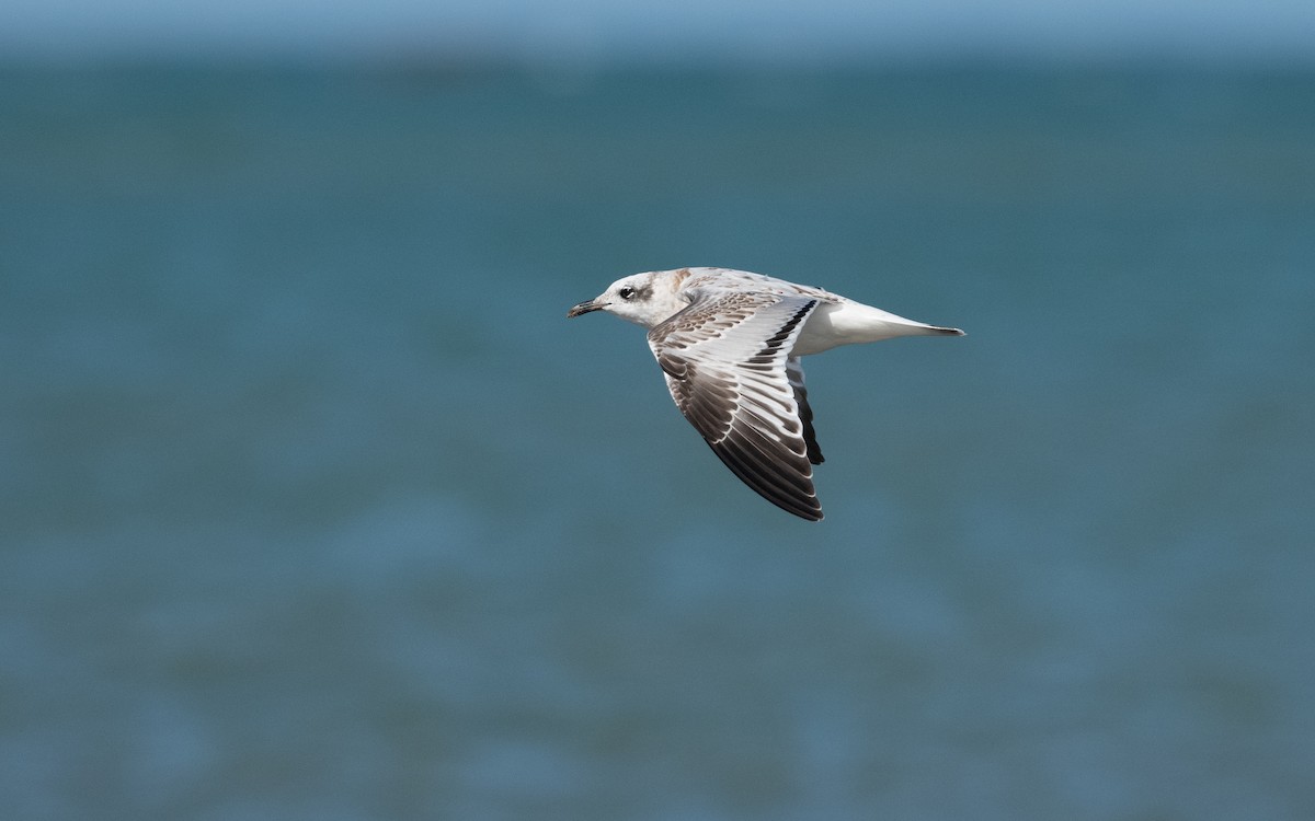 Mediterranean Gull - ML642298318