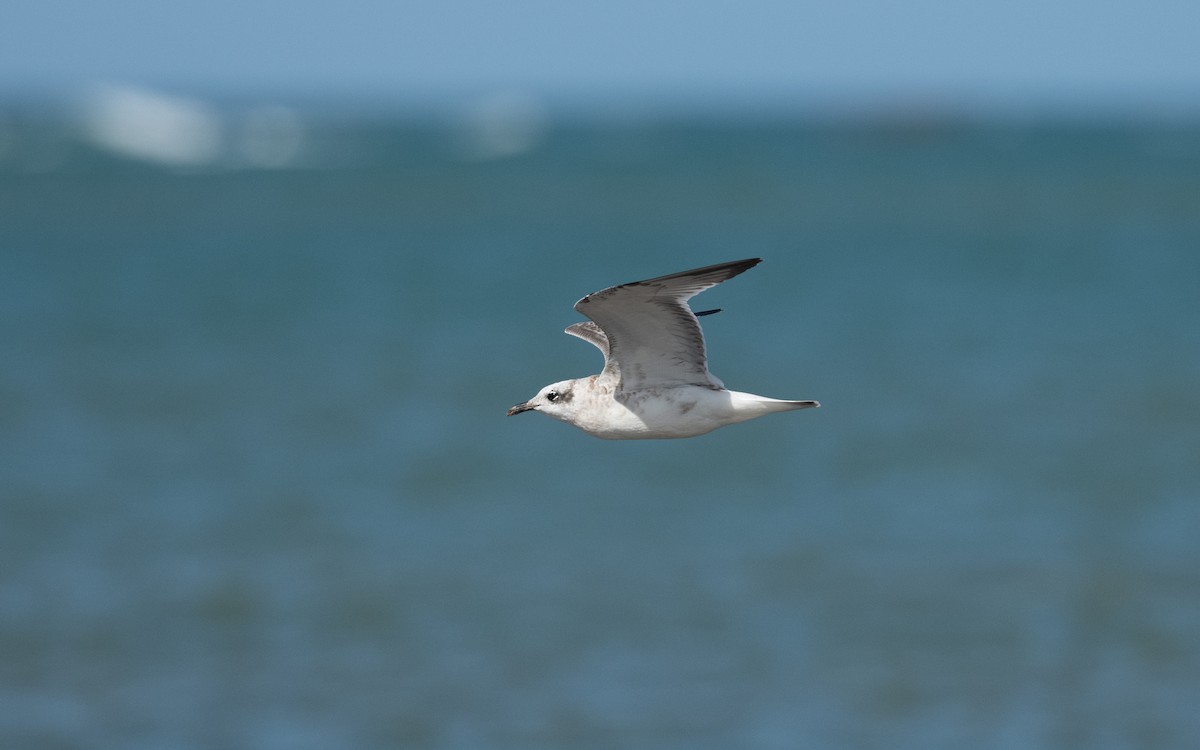 Mediterranean Gull - ML642298319