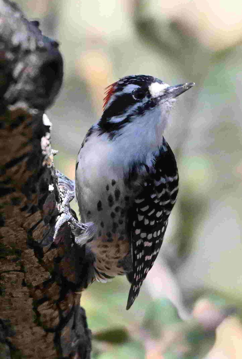 Nuttall's Woodpecker - ML642298322