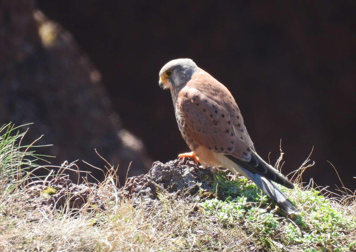 Eurasian Kestrel - ML642298325