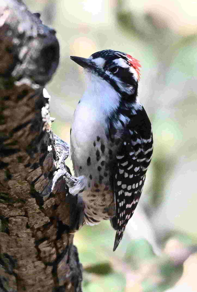 Nuttall's Woodpecker - ML642298326