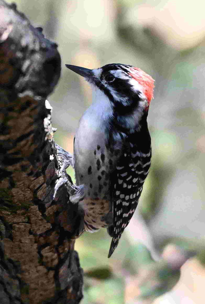 Nuttall's Woodpecker - ML642298328