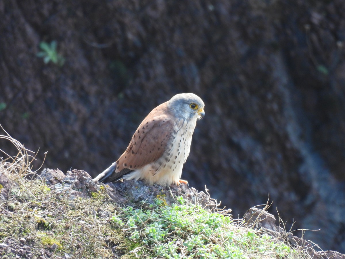 Eurasian Kestrel - ML642298334