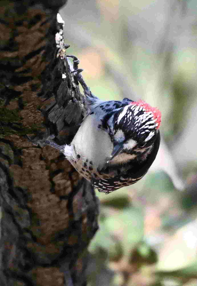 Nuttall's Woodpecker - ML642298338