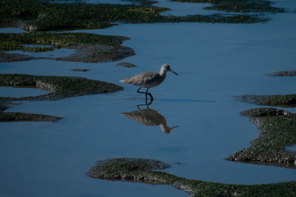 Willet - ML642298347