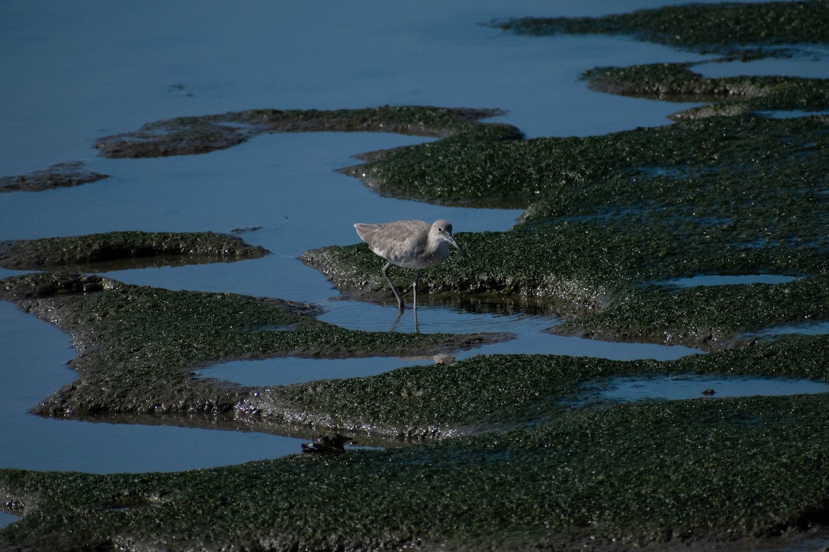 Willet - ML642298348