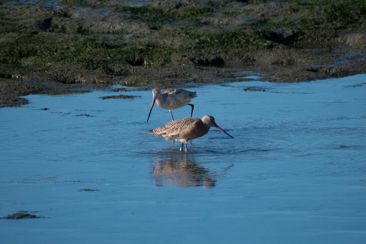 Marbled Godwit - ML642298356