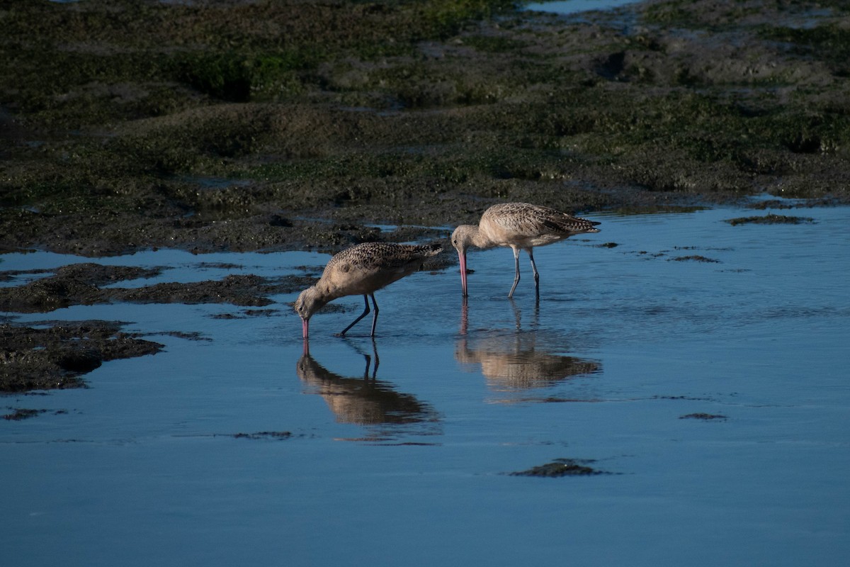 Marbled Godwit - ML642298357